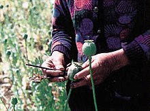 Harvesting opium Harvesting opium.jpg