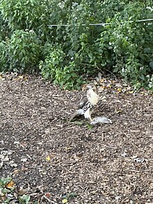 A Red-tailed hawk with its rodent prey in Prospect Park Hawk with dead rodent in Prospect Park 01.jpg