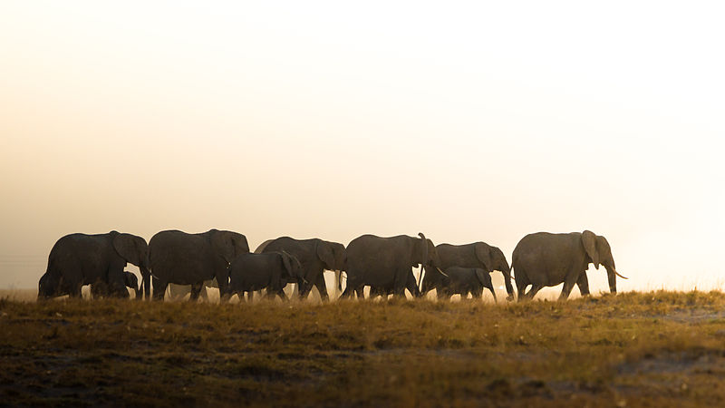 File:Heading Home 3 (Kenya, Day 1).jpg