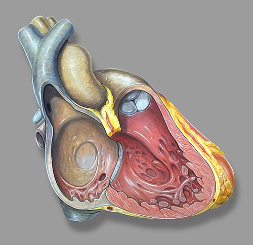 Right heart anatomy, right ventricle seen on right of illustration