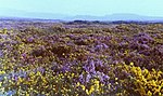 Woodbury Common, Devon