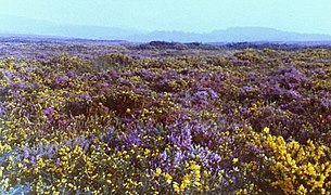 Пустошь в Вудбери-Коммон, Девон (Англия), с фиолетовыми цветками Calluna vulgaris и желтыми цветками Ulex Gallii.