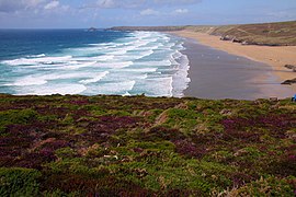 Heather on Droskyn Point - geograph.org.uk - 2590821.jpg