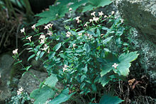 Hedyotis purpurea montana.jpg