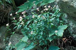 <i>Houstonia purpurea</i> Species of plant