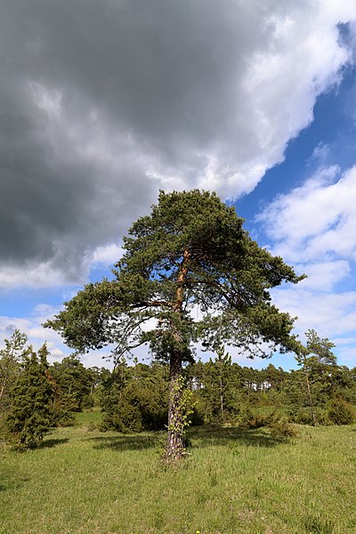 File:Heide an der Kaiserstraße (westl. Teil) 10.jpg