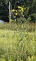 Helianthus grosseserratus, or sawtooth sunflower