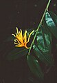 Heliconia longiflora