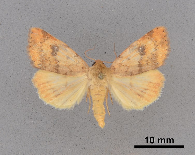 File:Heliocheilus lupatus MEM354357.jpg