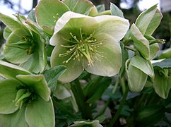 H. × nigercors 'Valentine Green'