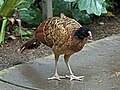 Rufous morph female