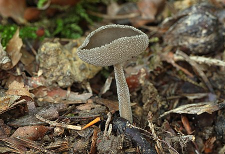 Helvella macropus Grauer Langfüssler.jpg