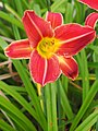 Hemerocallis 'Stanisław Moniuszko', Liliowiec 'Stanisław Moniuszko', 2020-07-18