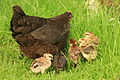 Category:Hen with chicks