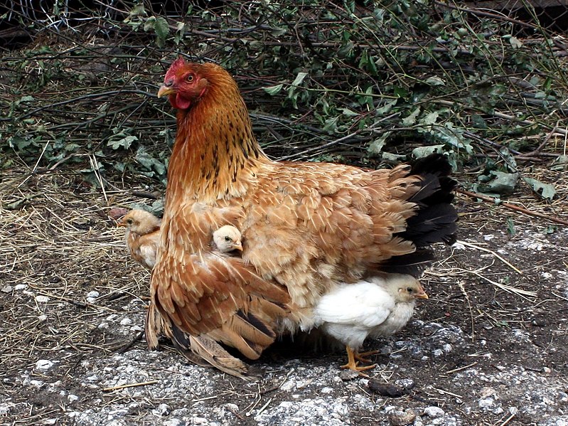 File:Hen protecting her chicks.jpg