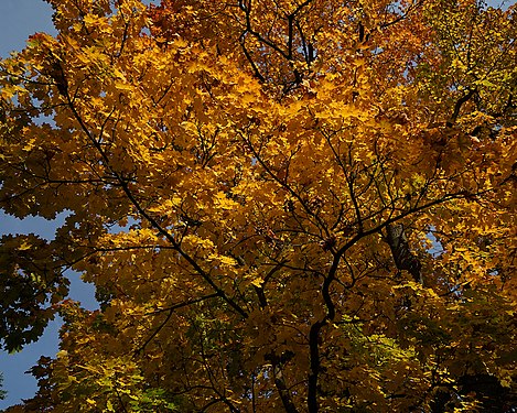 Baumkrone in herbstlicher Verfärbung - Treetop in autumnal color