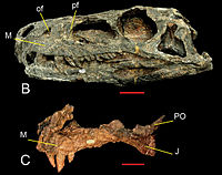 Skull of dinosaur with long jaw, teeth, and hollow head