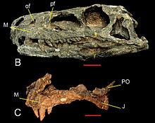 Skull of dinosaur with long jaw, teeth, and hollow head