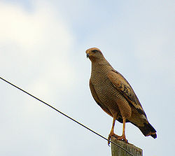 Ruskoluhtahaukka (Buteogallus meridionalis)