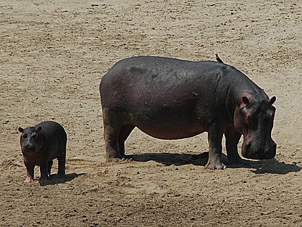 Juvenile and adult hippo