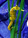 Thumbnail for Tiger tail seahorse