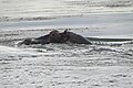 Hippopotamus Surfaces - Hippopotamus Lake - Near Satiri - Burkina Faso - 02.jpg