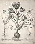 Miniatuur voor Bestand:Hortus Eystettensis, 1640 (BHL 45339 089) - Classis Verna 78.jpg