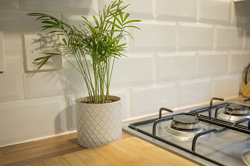 File:House Plants in the Kitchen.jpg