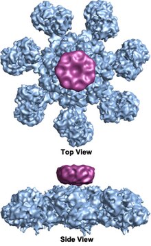 3D structure of the human apoptosome-CARD complex.