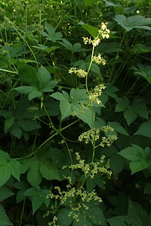 <i>Humulus japonicus</i> Species of flowering plant