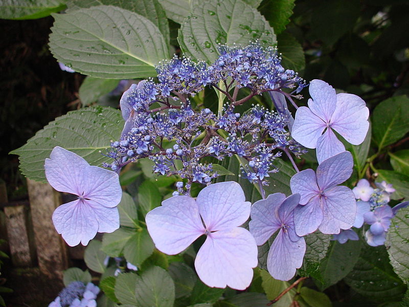 File:Hydrangea in Takahata Fudo4.jpg