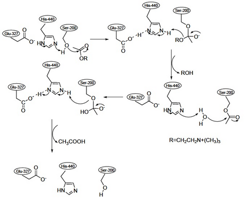 Asetyylikoliinin hydrolyysi