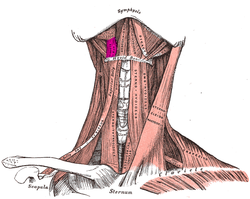 Hyoglossal muscle.PNG