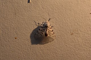 <i>Hypercompe icasia</i> Species of moth