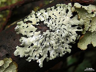 <i>Hypotrachyna taylorensis</i> Species of lichen