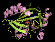 A cartoon diagram of human IPP isomerase with the catalytic cysteine residue (Cys87) in red and the catalytic glutamic acid residue (Glu149) in blue (RCSB Protein Data Bank accession number 2ICJ). IPP isomerase structure with active sites highlighted.png