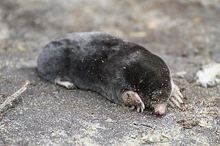 <span class="mw-page-title-main">Spanish mole</span> Species of mammal