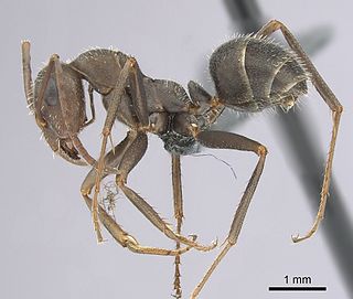 <i>Iberoformica subrufa</i> Species of ant