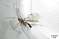 Ichneumon wasp (NH266) (21508231564).jpg