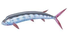 Реконструкция Ichthyodectes ctenodon