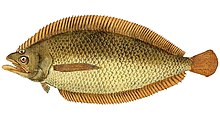 Ichthyologie; ou, Histoire naturelle des poissons (Таблица 190) (7064509599) 1.jpg 