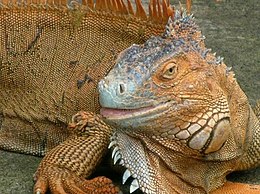 Žalioji iguana (Iguana iguana)