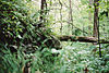Im Wald der Amurleoparden.jpg