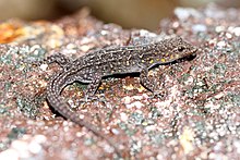 Indian Day gecko Cnemaspis indica.jpg