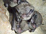 Indiana bats (6875538307).jpg