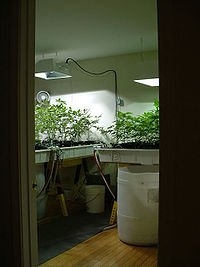 Indoor mh lights vegetative hydro.jpg