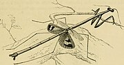 Thumbnail for File:Insects abroad - being a popular account of foreign insects, their structure, habits, and transformations (1883) (14765528445).jpg