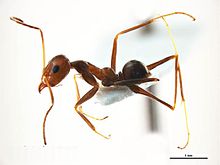 Iridomyrmex minor.jpg