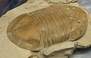 Fossil of the Middle-Late Ordovician giant trilobite Isotelus. Isotelus brachycephalus.JPG