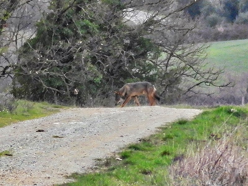 File:Italian Wolf imported from iNaturalist photo 179960392 on 10 September 2022.jpg